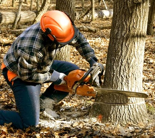 Tree Removal in Pigeon Falls, WI